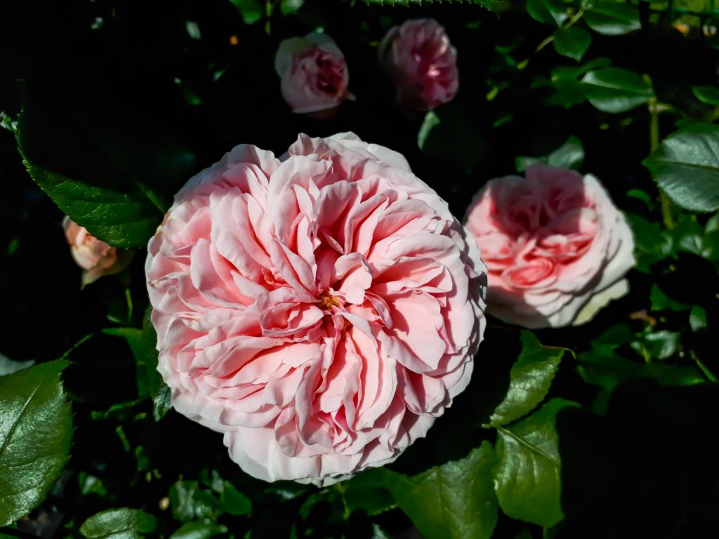 Rose Giardina