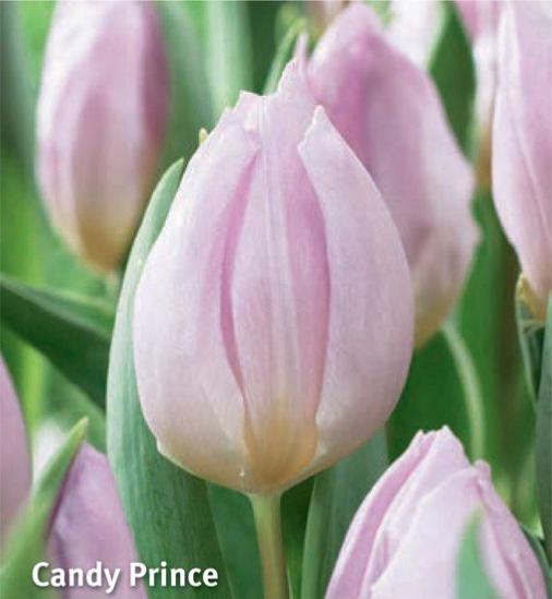 Tulipa Candy Prince, 10 stk.