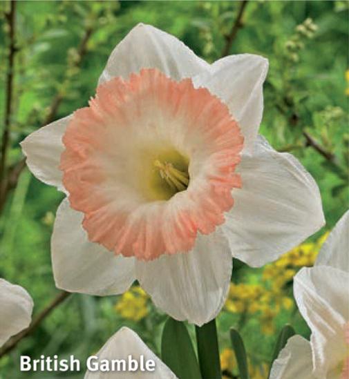 Narcissus British Gamble, 5 stk.