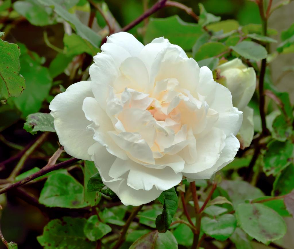 Rose Mme Alfred Carrière