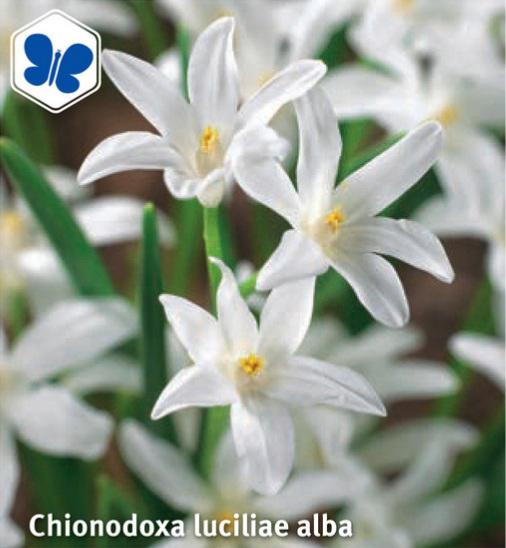 Chionodoxa luciliae Alba, 20 stk.