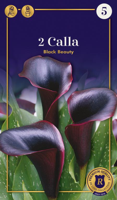Zantedeschia Black Beauty
