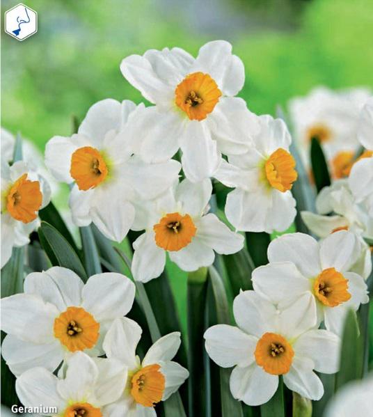 Narcissus Geranium, 5 stk.