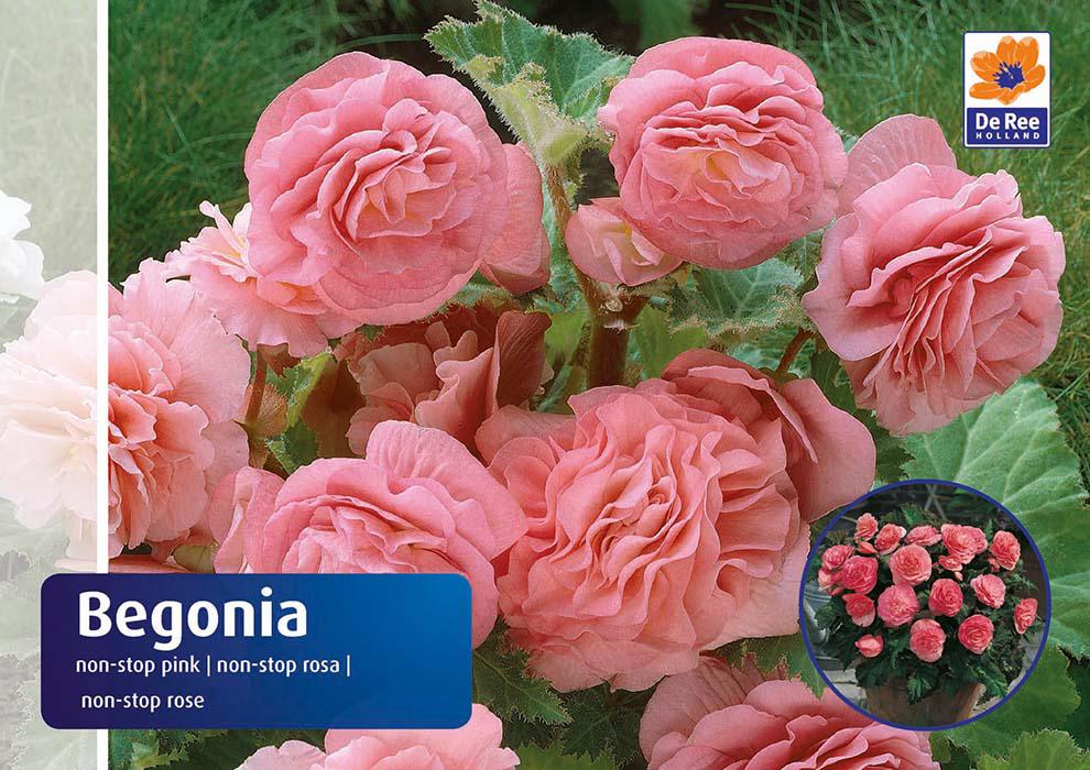 Begonia Non Stop Pink