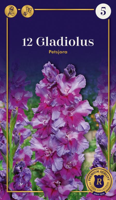 Gladiolus Petsjora