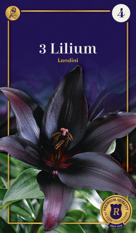 Lilium Landini