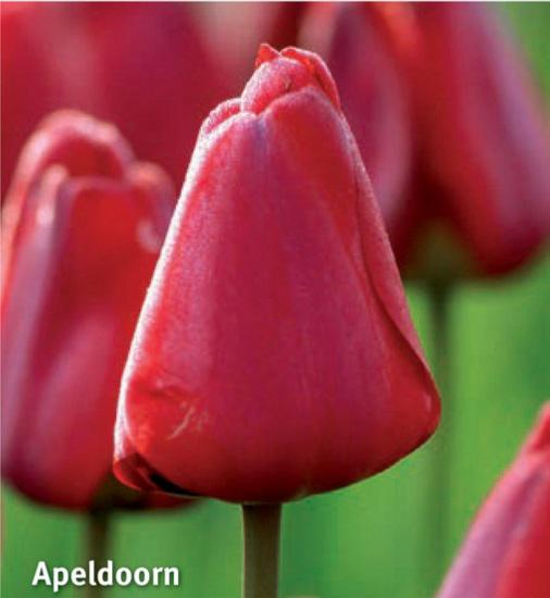 Tulipa Apeldoorn, 10 stk.