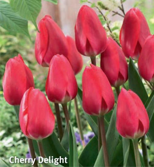 Tulipa Cherry Delight, 8 stk.