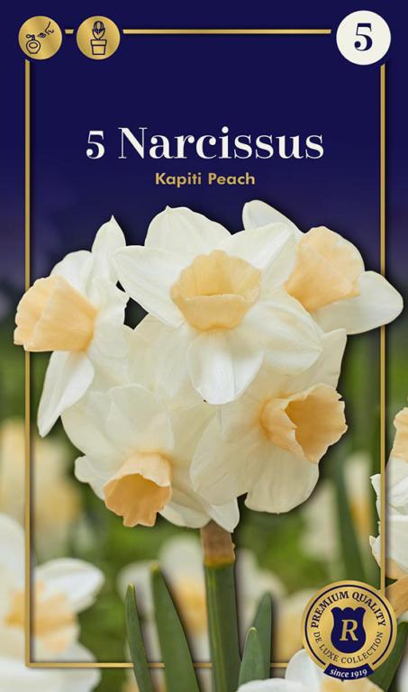 Narcissus Kapiti Peach