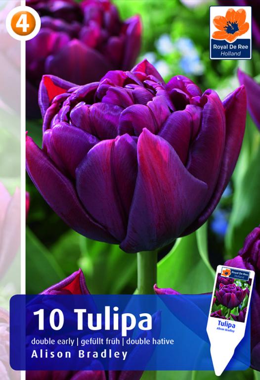 Tulipa Alison Bradley, 10 stk.