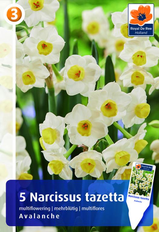 Narcissus Avalanche, 5 stk.