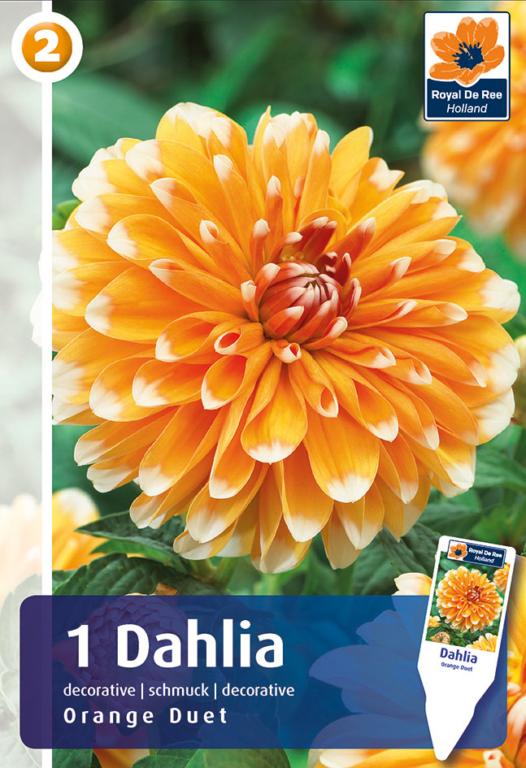 Dahlia Orange Duet