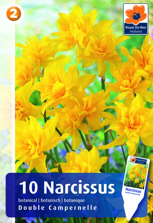 Narcissus Double Campernelle, 10 stk.