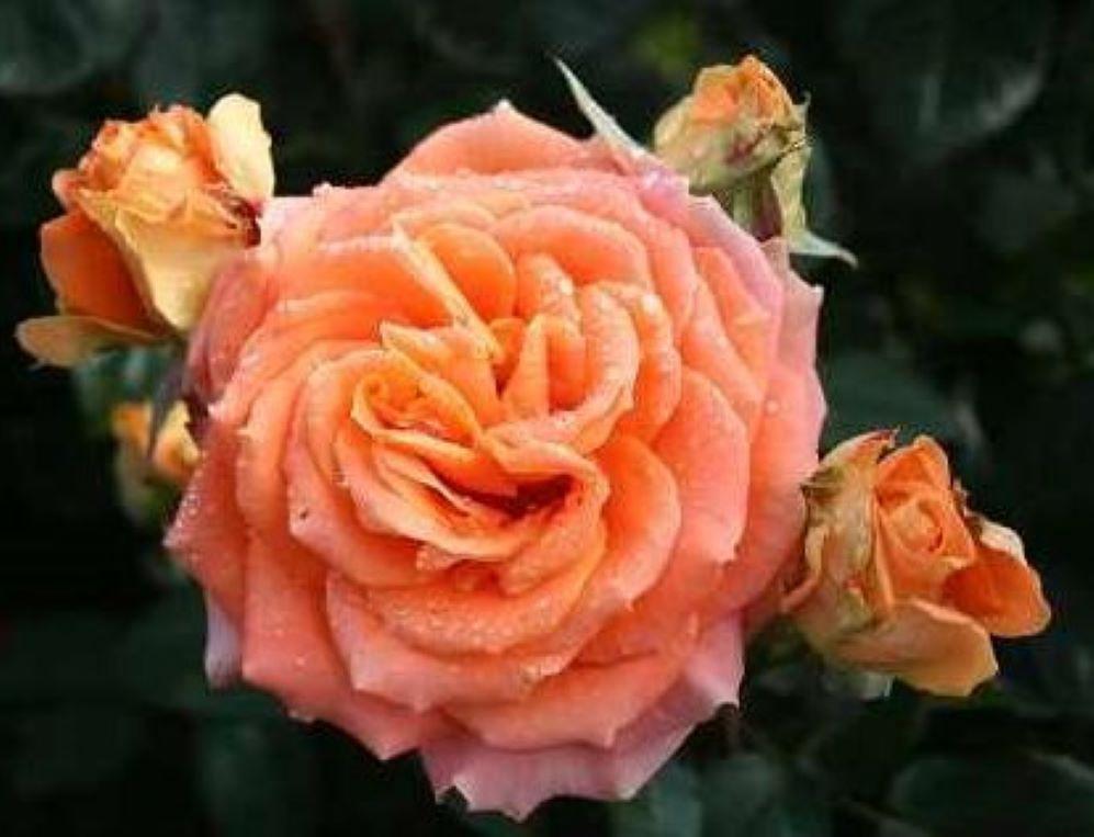 Rose Flora Danica