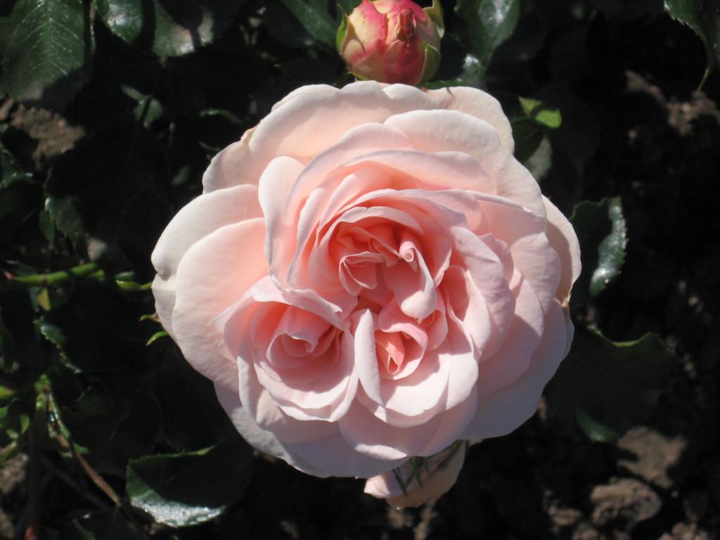 Rose Dronning Margrethe