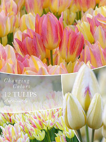 Tulipa Antoinette, 12 stk.