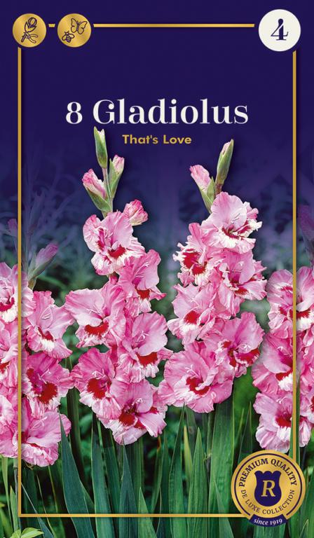 Gladiolus That's Love