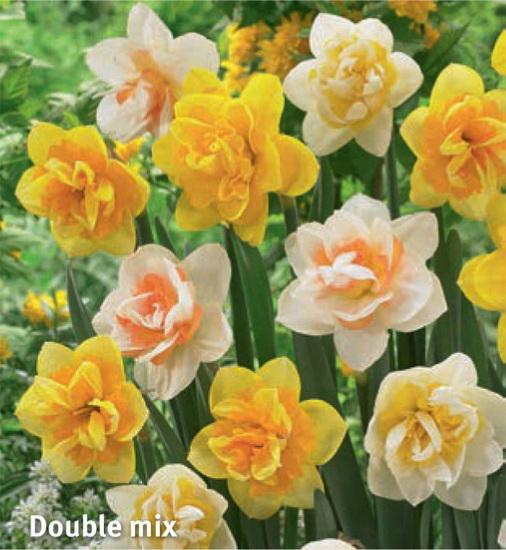Narcissus Double Mix, 5 stk.