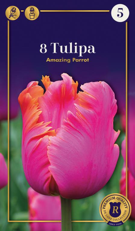 Tulipa Amazing Parrot, 8 stk