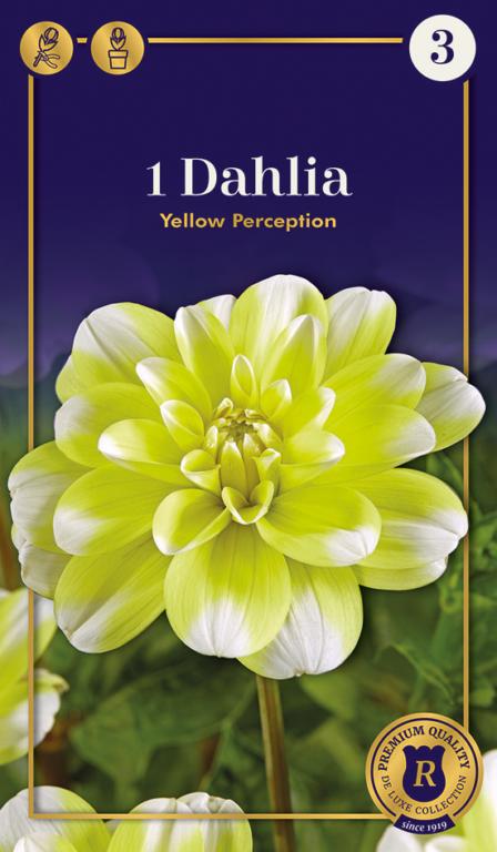 Dahlia Yellow Perception