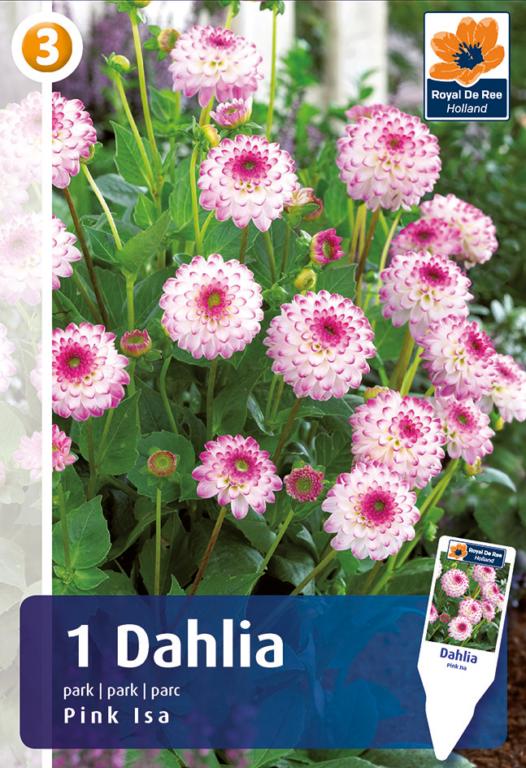 Dahlia Pink Isa