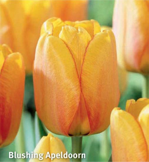 Tulipa Blushing Apeldoorn, 10 stk.