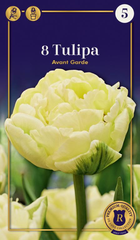 Tulipa Avant Garde, 8 stk.