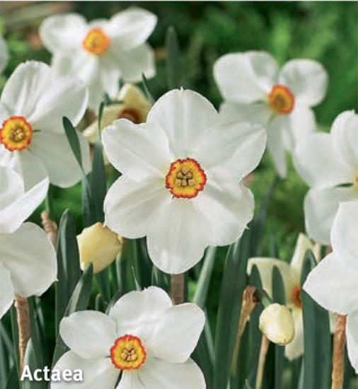 Narcissus Actaea, 5 stk.