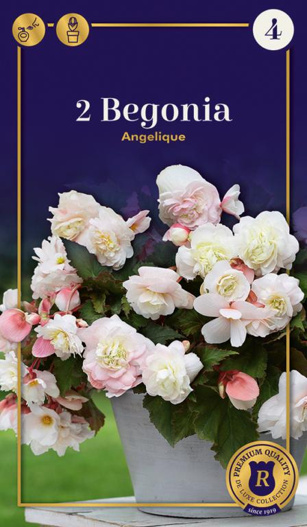 Begonia Odorosa Angelique