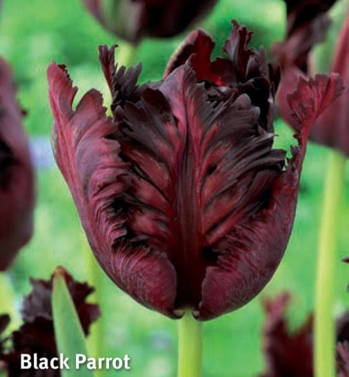 Tulipa Black Parrot, 10 stk.