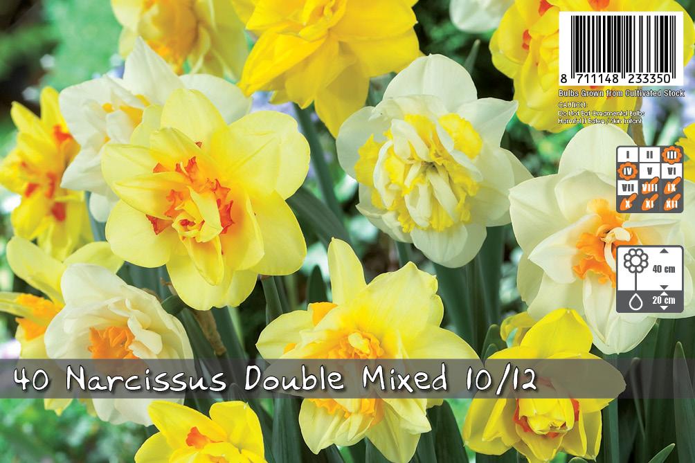 Narcissus double mixed