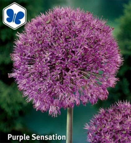 Allium Purple Sensation, 12stk