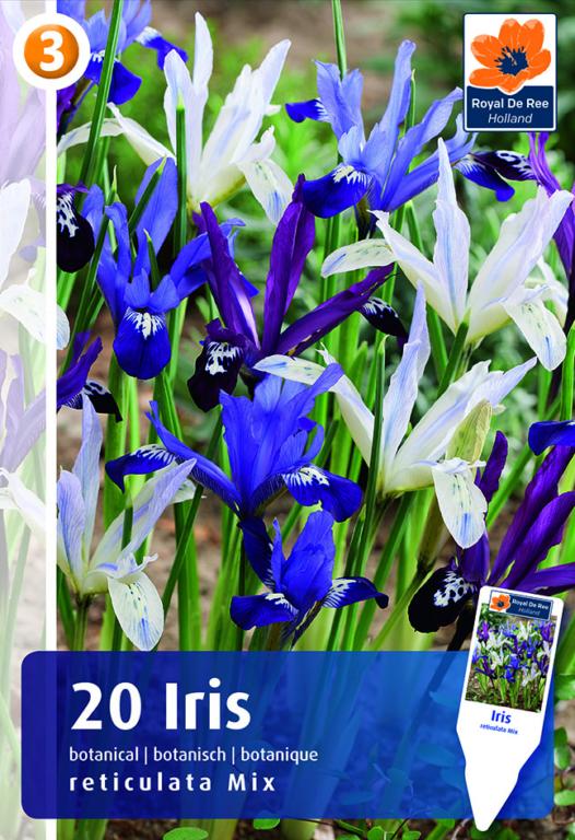 Iris Reticulata Mix
