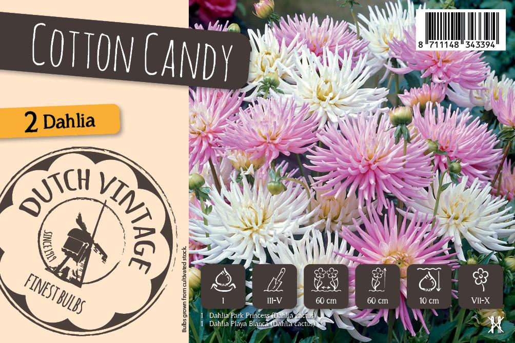 Dutch Vintage Dahlia Cotton Candy